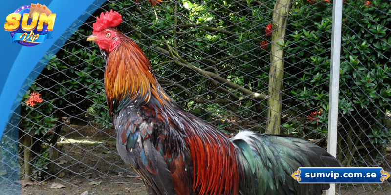 Các giống gà đá phổ biến