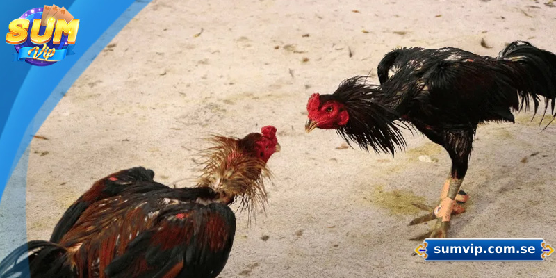 Cách Nuôi Gà Đá – Hướng Dẫn Chi Tiết Từ A Đến Z