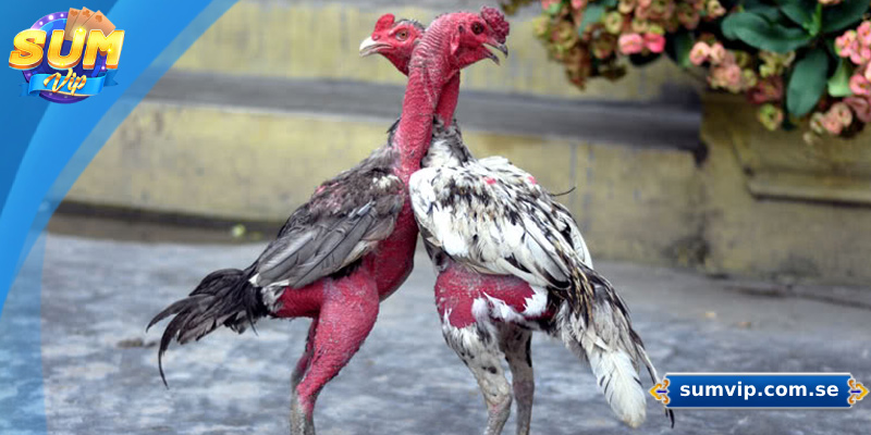 Cách Xem Tướng Gà Chọi - Bí Quyết Chọn Chiến Kê Dũng Mãnh