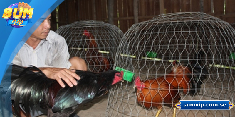 Chế độ dinh dưỡng cho gà đá