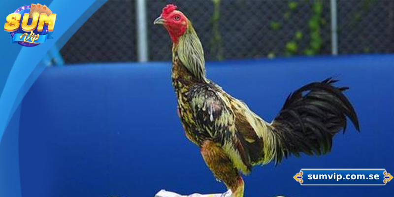 Gà chọi Thái được ưa chuộng tại các sới đá gà chuyên nghiệp
