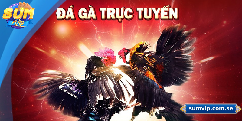 SUMVIP - Link Vào Cổng Game SUMVIP Chính Thức | Đăng Ký +88K 35 Sảnh đá gà trực tuyến cung cấp dịch vụ cá cược tại các giải đấu uy tín hàng đầu